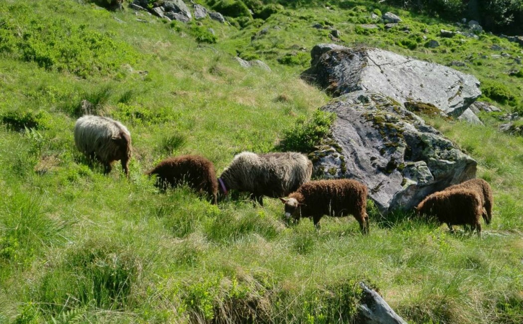 Sauene til Svein Misje er nyleg slopne på fjellbeite i området ved Kvitingen i Samnanger kommune. Dei kastar seg hovudstups i matfatet. Frå Neverkleiva på vel 400 meter over havet trekkjer dei vidare opp i fjellet. Sauene til Svein Misje er nyleg slopne på fjellbeite i området ved Kvitingen i Samnanger kommune. Dei kastar seg hovudstups i matfatet. Frå Neverkleiva på vel 400 meter over havet trekkjer dei vidare opp i fjellet.