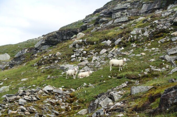 Her beiter sauen i grøderik skredmark ved Holskardvatnet, Vaksdal. Her beiter sauen i grøderik skredmark ved Holskardvatnet, Vaksdal.