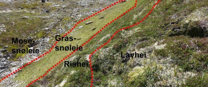 Snøleiegradient viser fordeling av vegetasjon etter snødjupn. Der snøen er djupast og ligg lengst, er vekstsesongen kortast. Men her kan dyr finne mat når annan vegetasjon er i ferd med å miste vokster og kvalitet. Snøleiegradient viser fordeling av vegetasjon etter snødjupn. Der snøen er djupast og ligg lengst, er vekstsesongen kortast. Men her kan dyr finne mat når annan vegetasjon er i ferd med å miste vokster og kvalitet.