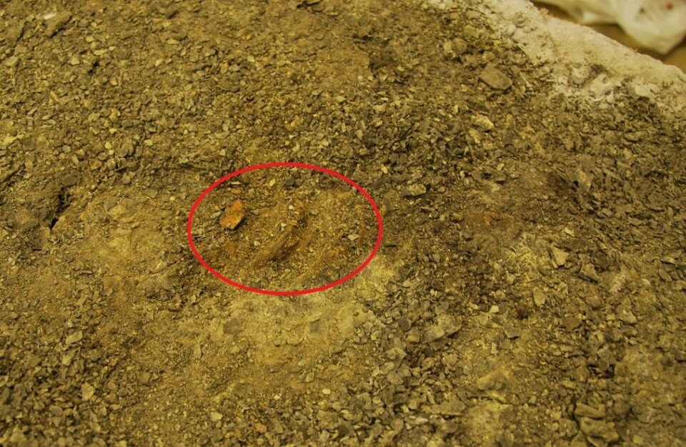 Den røde sirkelen viser deler av Mikkels ribbein. Du skal være god for å skille fossiliserte bein fra skiferen når fossilet er såpass ødelagt som dette. (Foto: Hanne Østli Jakobsen)