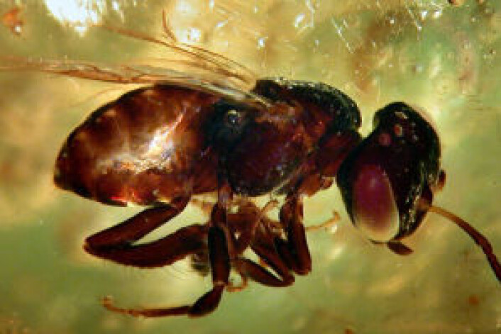 Insekt i kopal (Foto: Dr. David Penney, University of Manchester) Insekt i kopal (Foto: Dr. David Penney, University of Manchester)