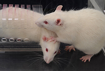 Rotter hjelper hverandre mindre hvis noen stirrer på dem