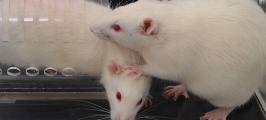 Rotter hjelper hverandre mindre hvis noen stirrer på dem