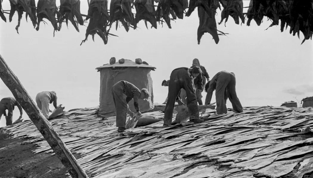 Vi trenger ikke gå langt tilbake i tid for å bli minnet om at tilstander med redusert matforsyning kan inntreffe - med tilhørende behov for grunnleggende kunnskap om lokal matproduksjon og bærekraftig forbruk. Dette omfatter handlingsbåren kunnskap om matkonservering, foredling, tilberedning og andre forhold som reduserer matsvinnet. Bildet viser konservering av fisk i form av tørrfisk og klippfisk, fra Kvaløyhamn på Helgelandskysten i 1952.