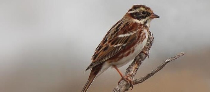 Vierspurv (Emberiza rustica). (Foto: Kjetil Hansen) Vierspurv (Emberiza rustica). (Foto: Kjetil Hansen)