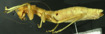 "Ingen stor suksess: Mantophasmatoidea" "Ingen stor suksess: Mantophasmatoidea"