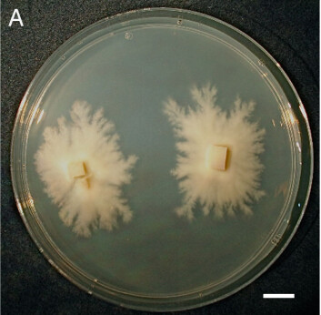 Disse kulturene av A. finlayi har vokst i laboratoriet i seks måneder. (Foto: Science/AAAS) Disse kulturene av A. finlayi har vokst i laboratoriet i seks måneder. (Foto: Science/AAAS)