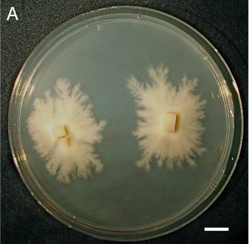 Disse kulturene av A. finlayi har vokst i laboratoriet i seks måneder. (Foto: Science/AAAS)