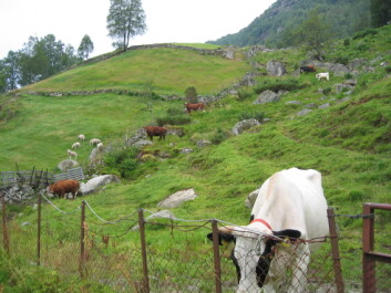 Bildet er fra Sirdal og viser arealer med noe dårligere jordkvalitet, men som er verdifulle som beiter. (Foto: Johnny Hofsten, Skog og landskap) Bildet er fra Sirdal og viser arealer med noe dårligere jordkvalitet, men som er verdifulle som beiter. (Foto: Johnny Hofsten, Skog og landskap)