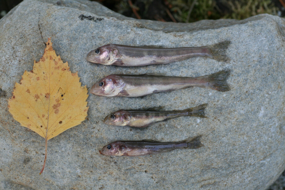 Fire eksemplarer av den nyoppdagede, bitte lille dypvannsrøya. Et løvblad viser størrelsen.