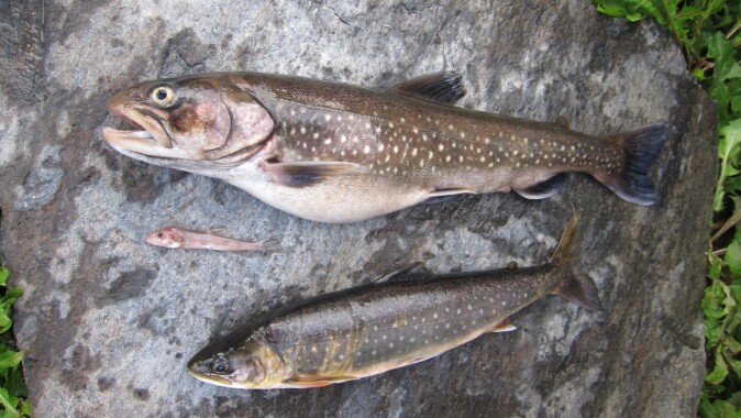 Tre av de fire oppdagde røyetypene. Øverst fiskespisende røye, nederst generalisten / vanlig røye, i midten den aller minste av typene: dypvannsrøya. Tre av de fire oppdagde røyetypene. Øverst fiskespisende røye, nederst generalisten / vanlig røye, i midten den aller minste av typene: dypvannsrøya.