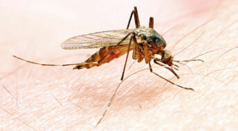 Malaria rammer hardere i kjøligere områder