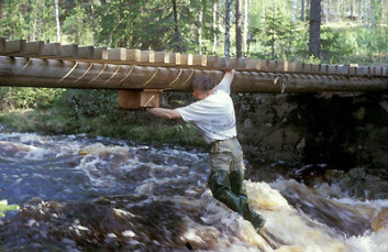 Trond Øigarden sjekkar ei fossekallkasse. (Foto: Finn Rønning, NHM) Trond Øigarden sjekkar ei fossekallkasse. (Foto: Finn Rønning, NHM)