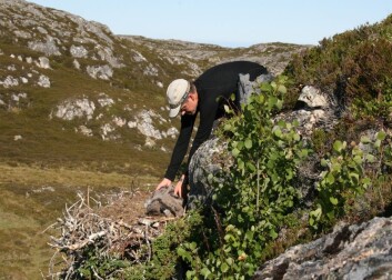 Asgeir Østvik samler ungfugl på Frøya. (Foto: Duncan Halley) Asgeir Østvik samler ungfugl på Frøya. (Foto: Duncan Halley)