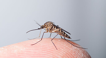 Blodet ditt er et kraftmåltid for myggen