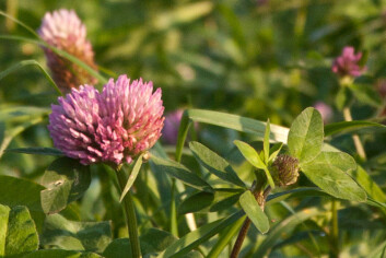 Rødkløver er en viktig del av kosten for kyr i økologisk gardsdrift. (Foto: Bioforsk) Rødkløver er en viktig del av kosten for kyr i økologisk gardsdrift. (Foto: Bioforsk)