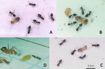 Først omringer de en termitt på en avstand av 0,5 til 1 centimeter. A: etter 10 minutter faller termitten, ruller på rygg, og spreller med bena. B: færre bevegelser fra termitten, alle maurene nærmer seg. C: Noe senere forbereder maurene seg på å dra termitten til maurtua. D: En konkurrerende maur skremmes vekk. (Foto: (Bilder: A. Rifflet, et al. PLoS ONE, doi:10.1371/journal.pone.0028571.g001)) Først omringer de en termitt på en avstand av 0,5 til 1 centimeter. A: etter 10 minutter faller termitten, ruller på rygg, og spreller med bena. B: færre bevegelser fra termitten, alle maurene nærmer seg. C: Noe senere forbereder maurene seg på å dra termitten til maurtua. D: En konkurrerende maur skremmes vekk. (Foto: (Bilder: A. Rifflet, et al. PLoS ONE, doi:10.1371/journal.pone.0028571.g001))