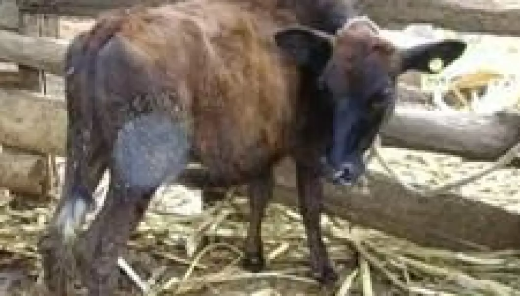 Tanzanianske kalver vokser for dårlig