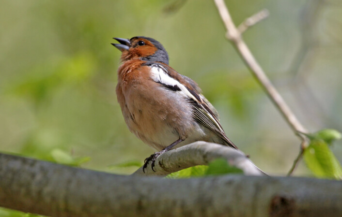 Bokfinkens karakteristiske sang er lik: fru-fru-fru-fru-Borchrevink. (Foto: Hans Petter Kristoffersen / Skog og landskap) Bokfinkens karakteristiske sang er lik: fru-fru-fru-fru-Borchrevink. (Foto: Hans Petter Kristoffersen / Skog og landskap)