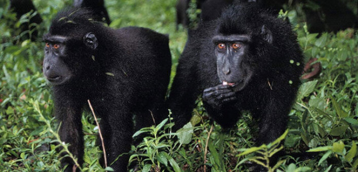 Bestanden av den truete Celebesmakaken har økt i et viktig reservat på Sulawesi i Indonesia. (Foto: Randall Kyes, UW) Bestanden av den truete Celebesmakaken har økt i et viktig reservat på Sulawesi i Indonesia. (Foto: Randall Kyes, UW)