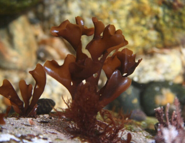 Krusflik (Chondrus crispus). (Foto: Jonas Collén) Krusflik (Chondrus crispus). (Foto: Jonas Collén)
