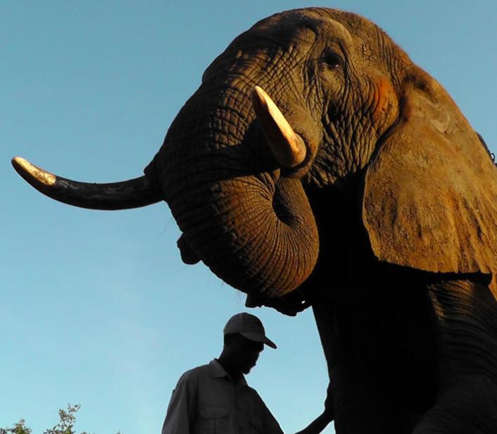 Elefanters måte å tenke på kan ha mer til felles med mennesker enn vi har visst om. (Foto: Anna Smet og Richard W. Byrne)