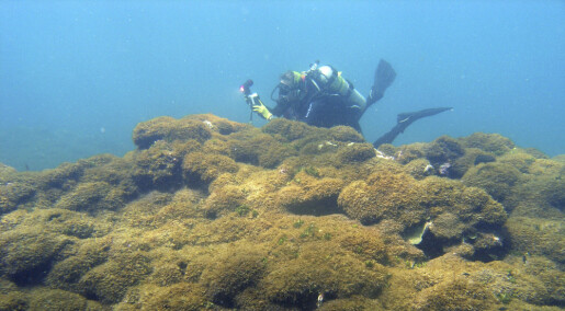 Sjøgress tar livet av korallrev utenfor Hawaii