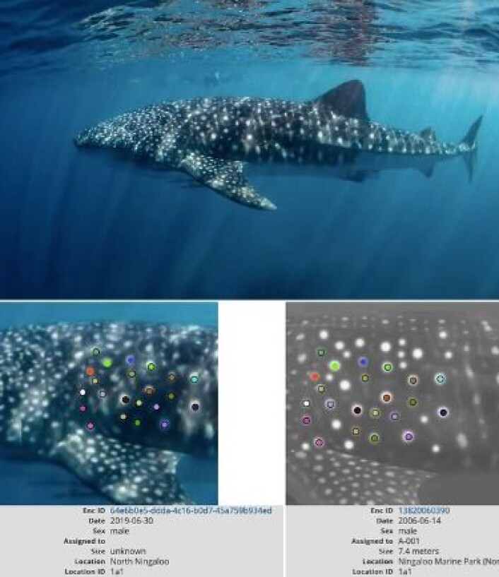 Spot-Mapping Technology and Analysis to Identify “Stumpy,” the Spotted Whale Shark. “Stumpy” has been sighted multiple times at Ningaloo Reef, Australia – first on June 13, 1995; most recently on June 30, 2019. Source: Wildbook for Whale Sharks (2019) Spot-Mapping Technology and Analysis to Identify “Stumpy,” the Spotted Whale Shark. “Stumpy” has been sighted multiple times at Ningaloo Reef, Australia – first on June 13, 1995; most recently on June 30, 2019. Source: Wildbook for Whale Sharks (2019)