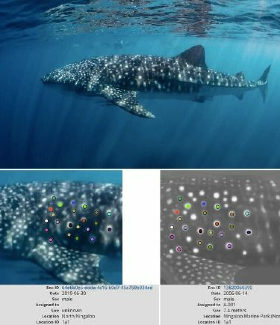 Spot-Mapping Technology and Analysis to Identify “Stumpy,” the Spotted Whale Shark. “Stumpy” has been sighted multiple times at Ningaloo Reef, Australia – first on June 13, 1995; most recently on June 30, 2019. Source: Wildbook for Whale Sharks (2019)