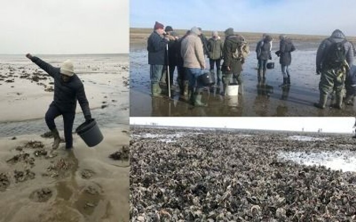 Oyster harvesting at the UNESCO World Heritage Wadden Sea National Park, Denmark Oyster harvesting at the UNESCO World Heritage Wadden Sea National Park, Denmark