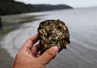 Sustainable tourism: Can your oyster safari make a difference for our planet?