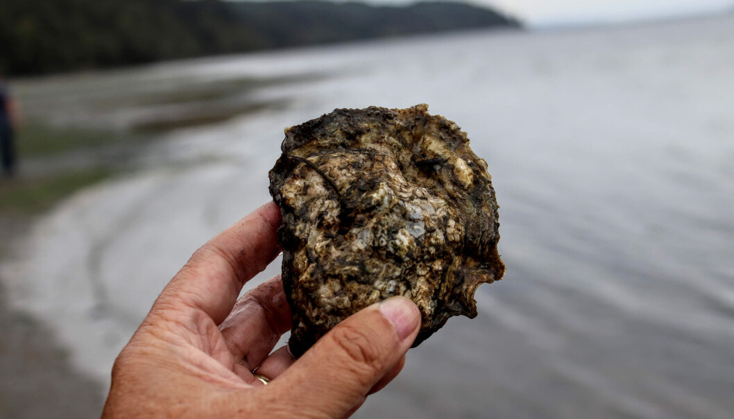 In the UNESCO World Heritage Wadden Sea National Park, Denmark, international and national tourists – under guidance and tutelage – harvest invasive Pacific oysters. But does this kind of sustainable tourism make a difference? In the UNESCO World Heritage Wadden Sea National Park, Denmark, international and national tourists – under guidance and tutelage – harvest invasive Pacific oysters. But does this kind of sustainable tourism make a difference?