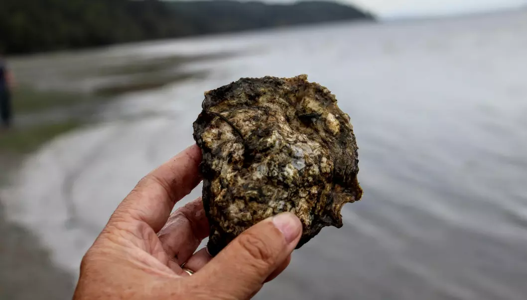 In the UNESCO World Heritage Wadden Sea National Park, Denmark, international and national tourists – under guidance and tutelage – harvest invasive Pacific oysters. But does this kind of sustainable tourism make a difference?