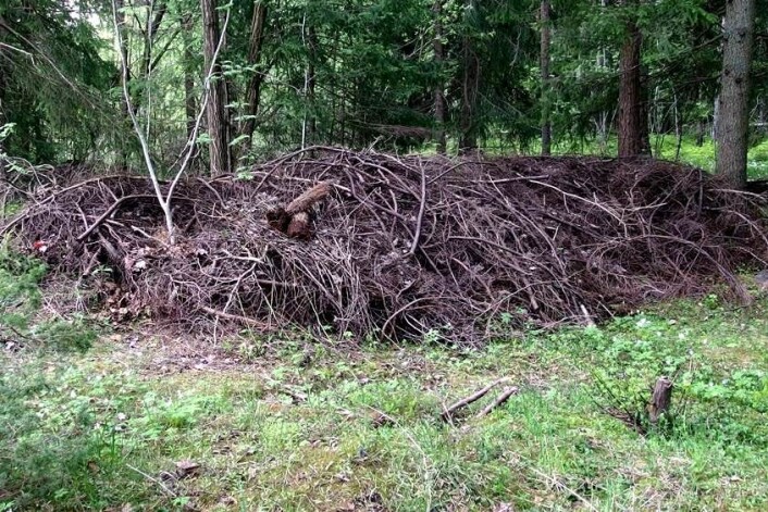 Dumping av hageavfall nær naturlig vegetasjon utgjør en risiko for sykdomsspredning. (Foto: Gunn Mari Strømeng) Dumping av hageavfall nær naturlig vegetasjon utgjør en risiko for sykdomsspredning. (Foto: Gunn Mari Strømeng)
