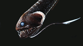 Denne fisken går i ett med skyggene på havets dyp