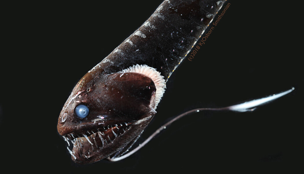 Hvordan unngår man som liten fisk å bli spist der det ikke finnes gjemmesteder? Jo - denne dragefisken klarer seg godt fordi den går i ett med omgivelsene på havets bunn. Hvordan unngår man som liten fisk å bli spist der det ikke finnes gjemmesteder? Jo - denne dragefisken klarer seg godt fordi den går i ett med omgivelsene på havets bunn.