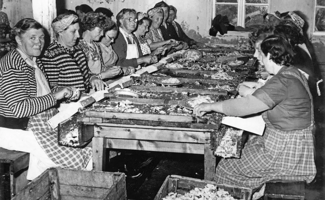 Hermetikkfabrikkene langs trøndelagskysten bidro til at mange kystkvinner fikk inntektsgivende arbeid. 70 prosent av arbeidsstokken var kvinner.