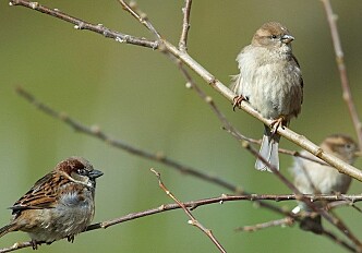 Inbreeding is detrimental for the survival of sparrows