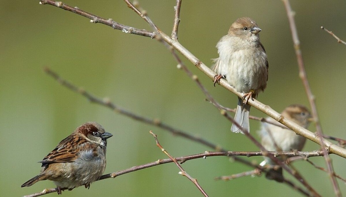 Inbreeding is detrimental for the survival of sparrows