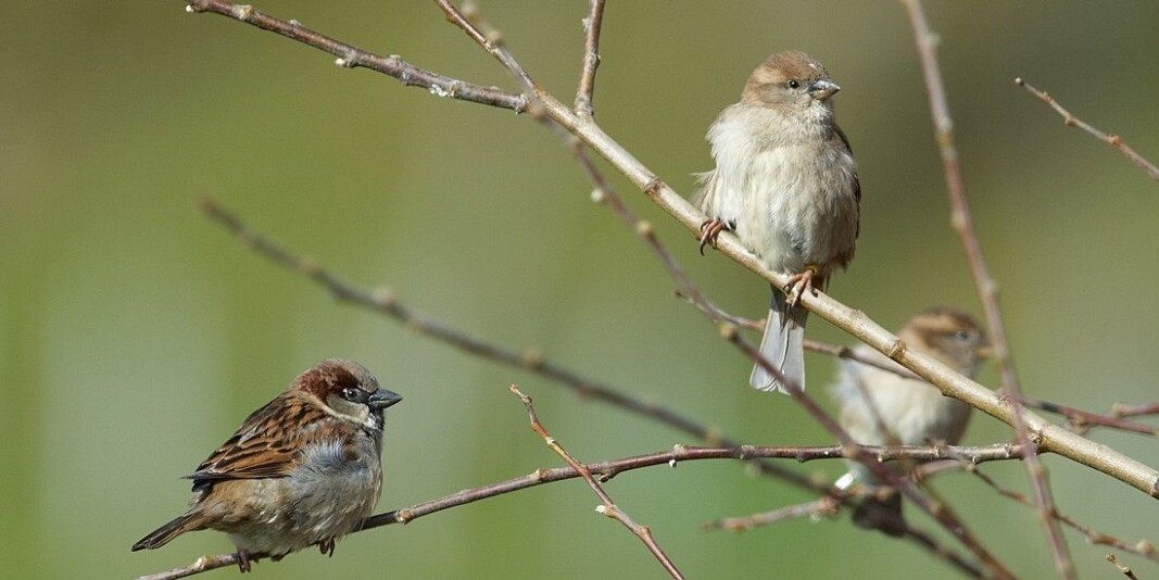 Both birds and other animals are often isolated in smaller groups from other animals of the same species. These small groups of animals are more susceptible to inbreeding, which then affects their chances of survival negatively. Both birds and other animals are often isolated in smaller groups from other animals of the same species. These small groups of animals are more susceptible to inbreeding, which then affects their chances of survival negatively.