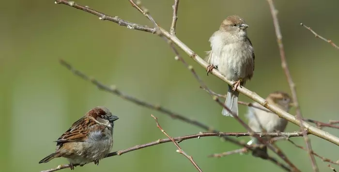Inbreeding is detrimental for the survival of sparrows
