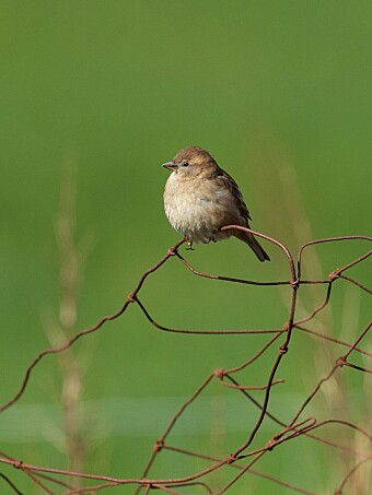 The more inbred the birds are, the shorter lives they live. It also decreases offspring. The more inbred the birds are, the shorter lives they live. It also decreases offspring.