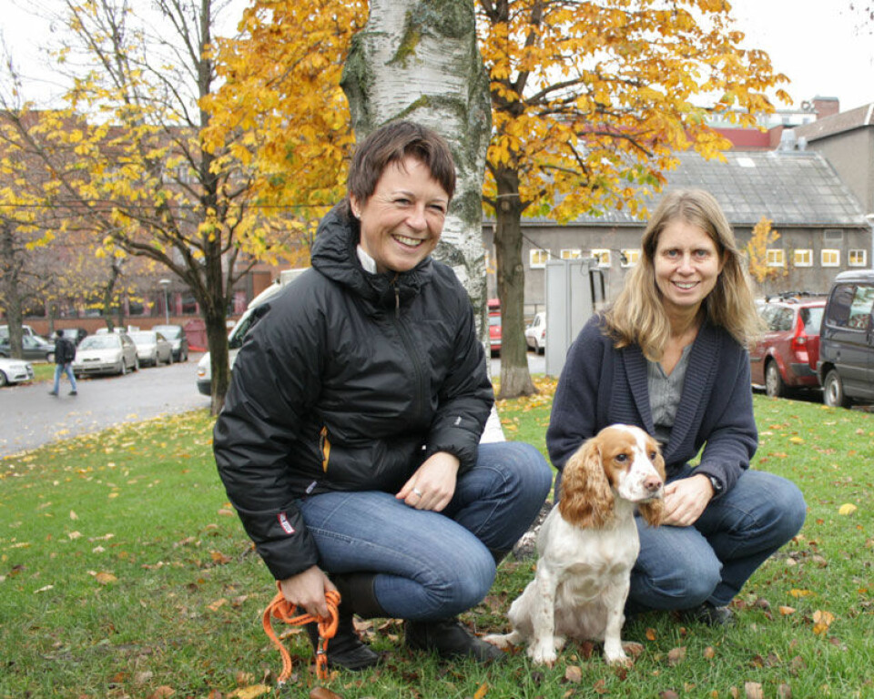 Cocker spanielen Mir (5) får noen ganger være med forsker Kristin Wear Prestrud på jobb. Her er de avbildet med NVH-jurist Marit Nesje (høyre). (Foto: Ida Korneliussen)