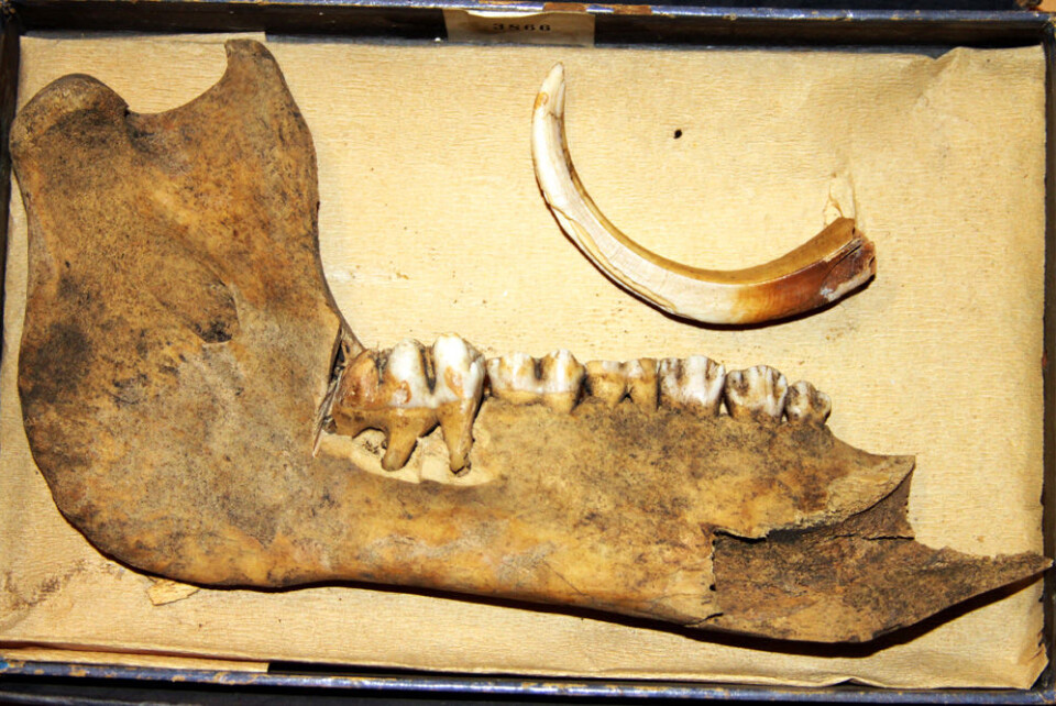 Beinrester av svin er funnet over det meste av landet. (Foto: NTNU Vitenskapsmuseet)