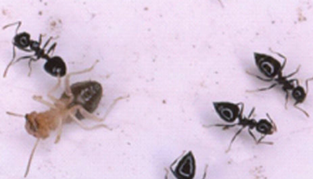 Maur dreper på avstand