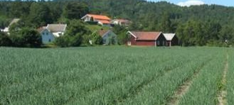 Bildet er fra Songdalen og viser grønnsaksdyrking på jord med god kvalitet. Johnny Hofsten, Skog og landskap