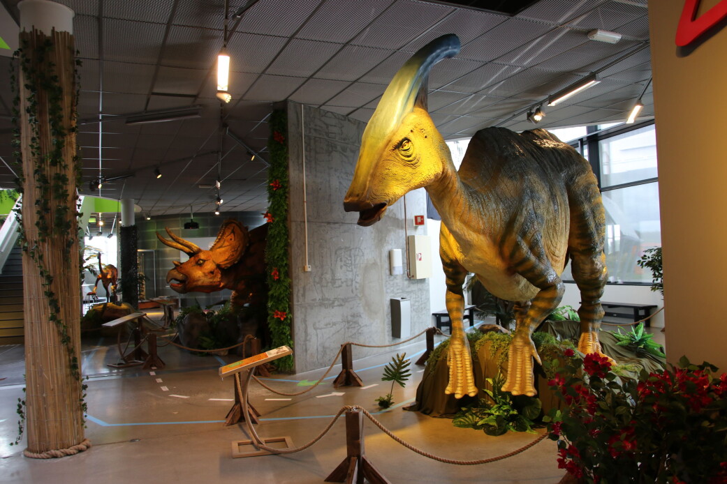 Nebbdinosauren Parasaurolophus var en stor planteeter. Den hadde en utvekst på hodet. Før trodde forskere at det var en snorkel. Men nå mener de at det var en slags trompet. Dinosauren kunne blåse i hornet og lage en dyp lyd som hørtes kilometervis unna. Nebbdinosauren Parasaurolophus var en stor planteeter. Den hadde en utvekst på hodet. Før trodde forskere at det var en snorkel. Men nå mener de at det var en slags trompet. Dinosauren kunne blåse i hornet og lage en dyp lyd som hørtes kilometervis unna.