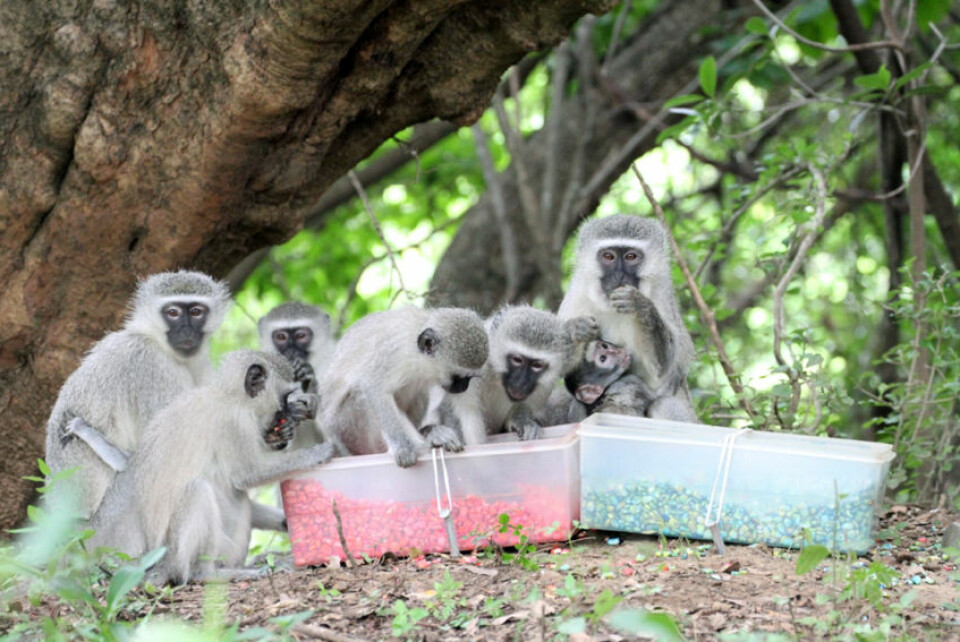 Vervetaper i Sør-Afrika viser hvordan dyr bruker sosial læring til å finne den beste maten. Ulike flokker lærte seg å sette pris på ulike mat. Når noen aper skiftet flokk, skiftet de også preferanser i matveien. (Foto: Erica van de Waal)
