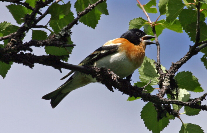 Bjørkefink (Fringilla montifringilla) er tallrik i bjørkebeltet. (Foto: Hans Petter Kristoffersen / Skog og landskap) Bjørkefink (Fringilla montifringilla) er tallrik i bjørkebeltet. (Foto: Hans Petter Kristoffersen / Skog og landskap)
