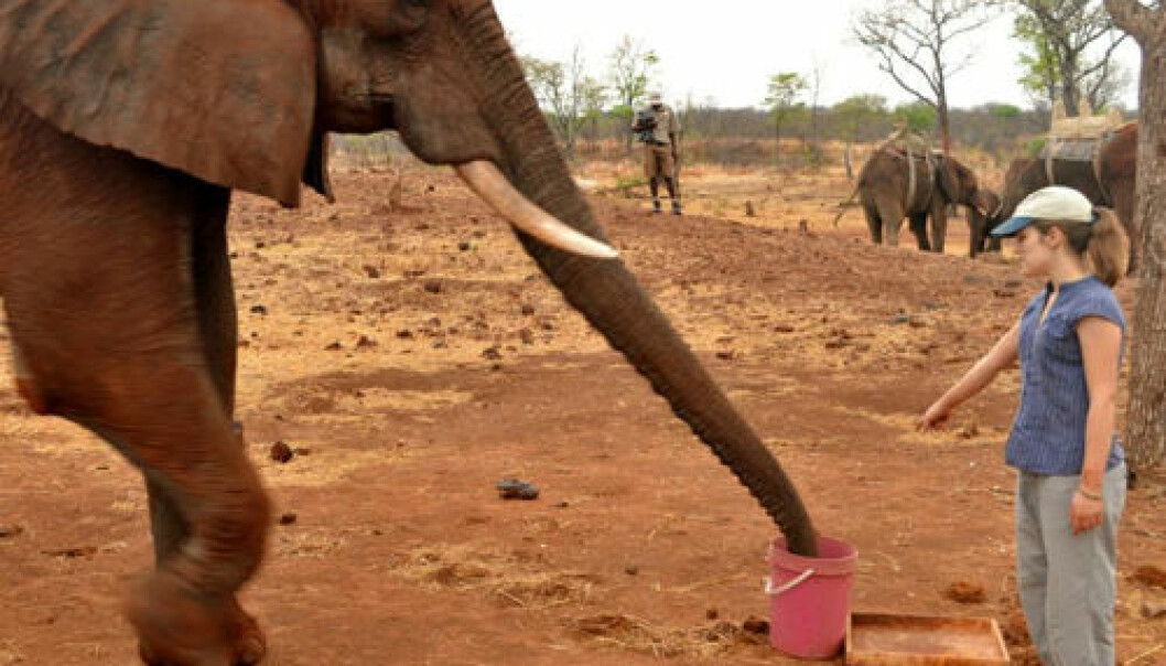 Elefanter forstår hva det vil si å peke